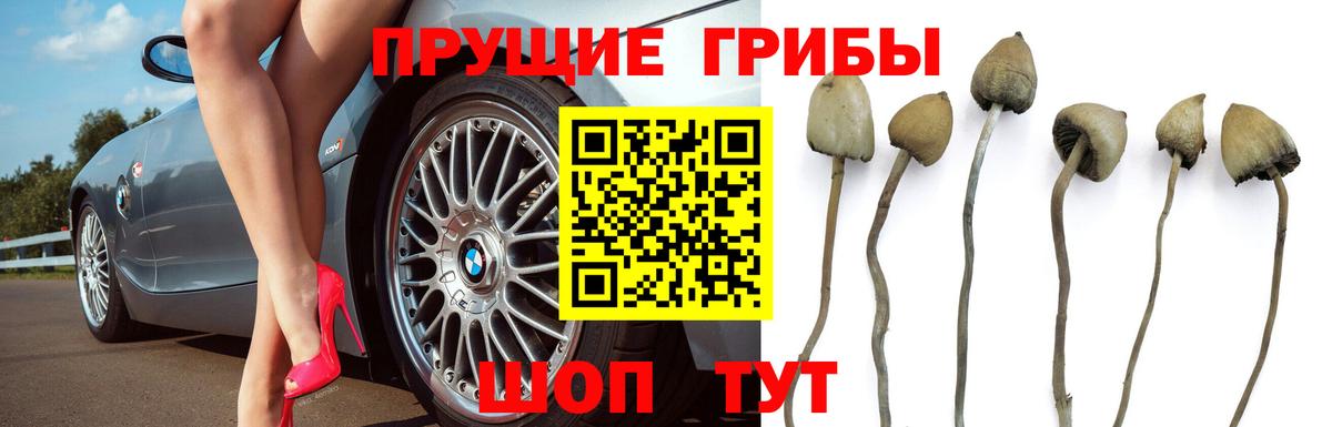 Псилоцибиновые грибы прущие грибы Сокол